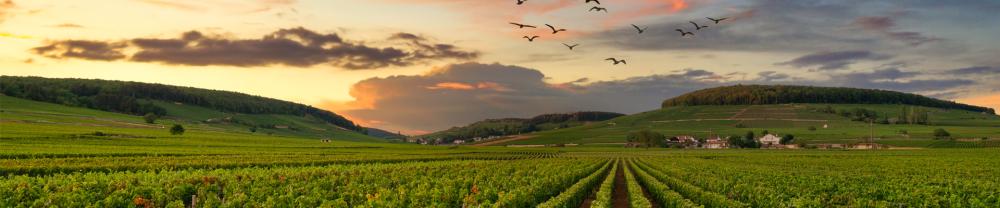 Coffret Bourgogne